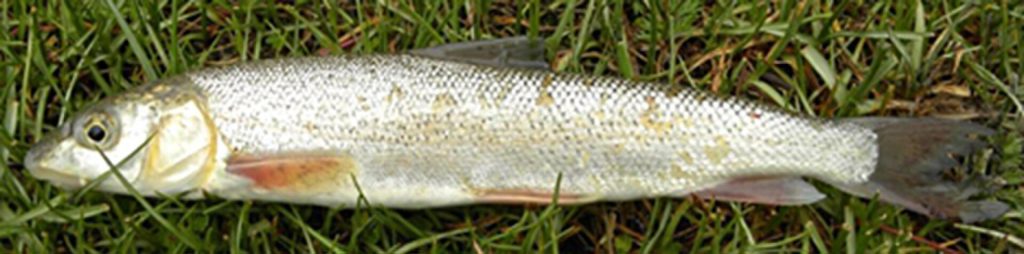 Ptychobarbus dipogon (Ptychobarbus dipogon)