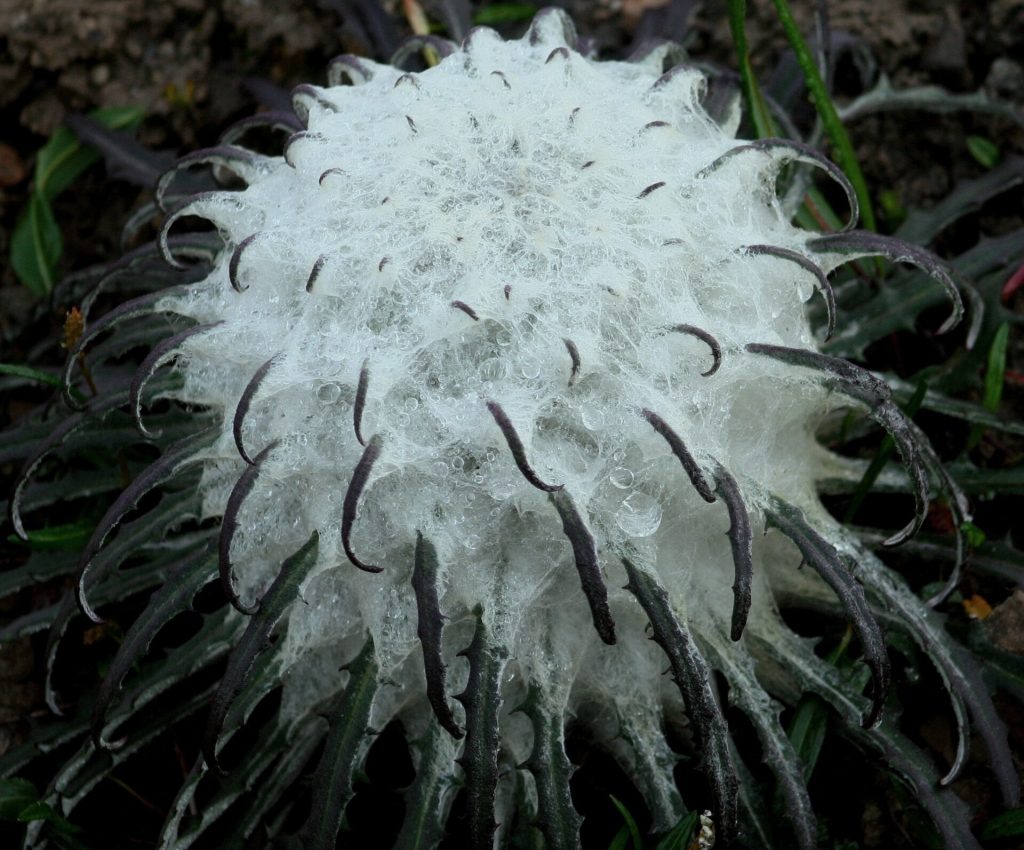 Cotton-wool snow lotus (Saussurea gossypiphora) (Saussurea gossypiphora)