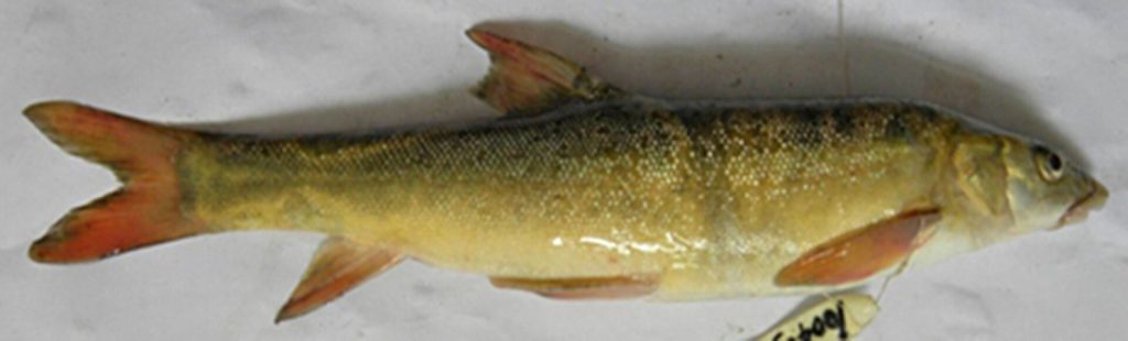 Walton’s snowtrout (Schizothorax waltoni)