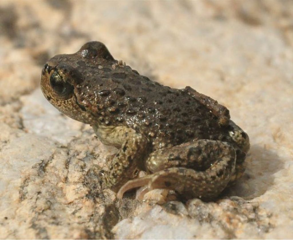 Alpine toad (Scutiger boulengeri) (Scutiger boulengeri)