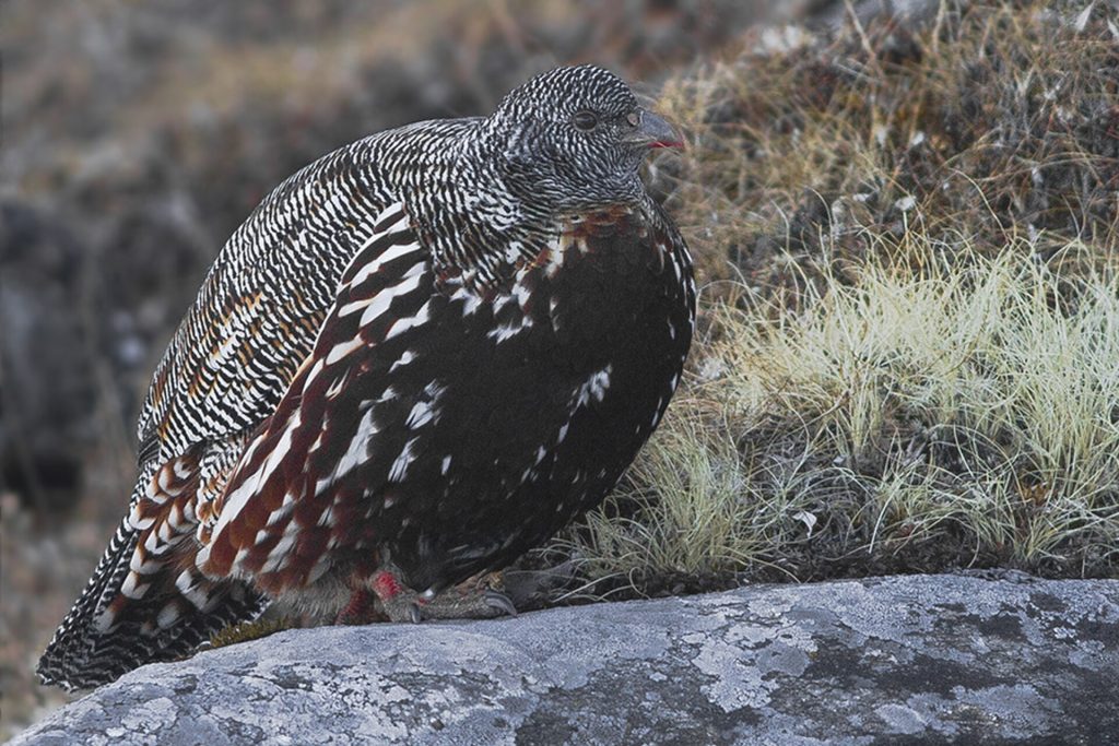 Snow partridge (Lerwa lerwa)