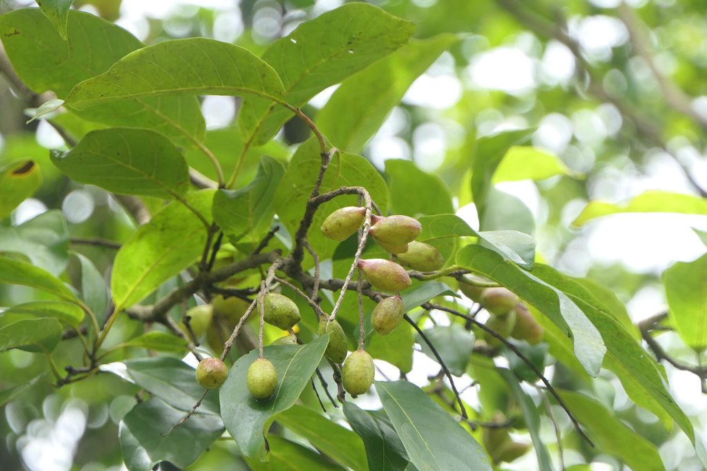 Arura (Terminalia chebula), the king of Tibetan medicines (Terminalia chebula)
