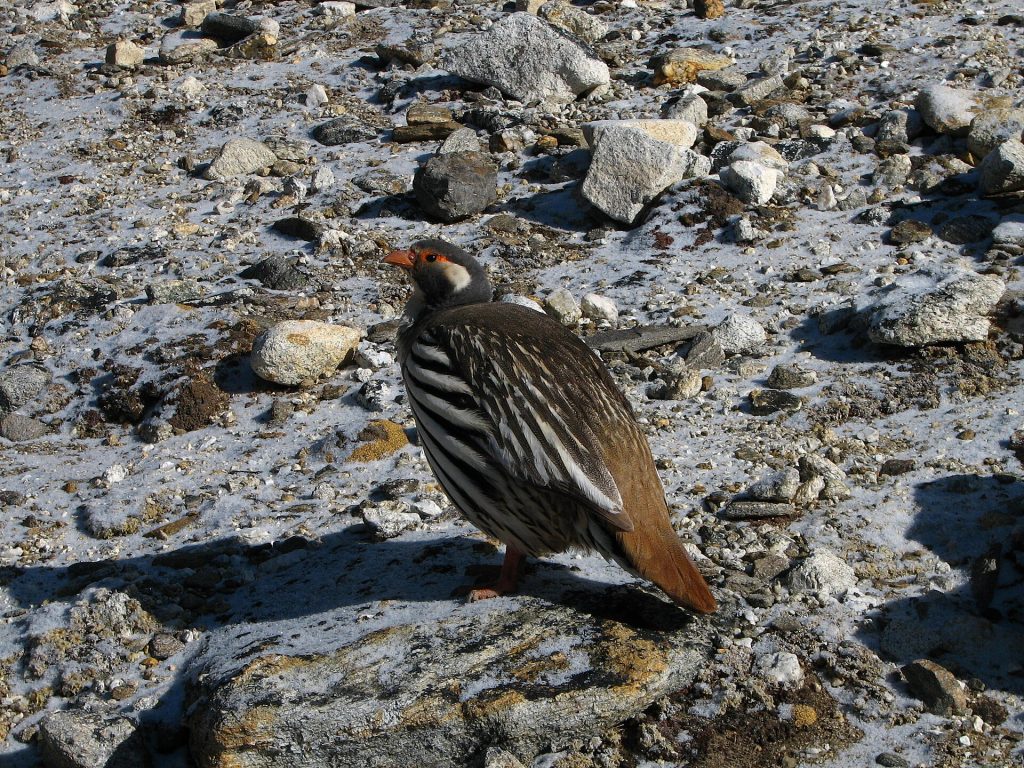 Tibetan snowcock (Tetraogallus tibetanus)