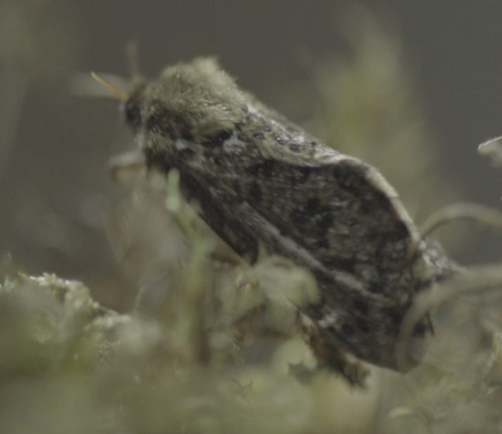 Thitarodes ghost moths (Thitarodes spp.)