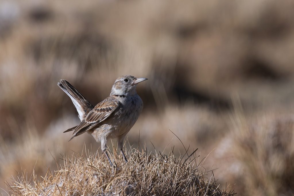 Tibetan lark (Melanocorypha maxima)