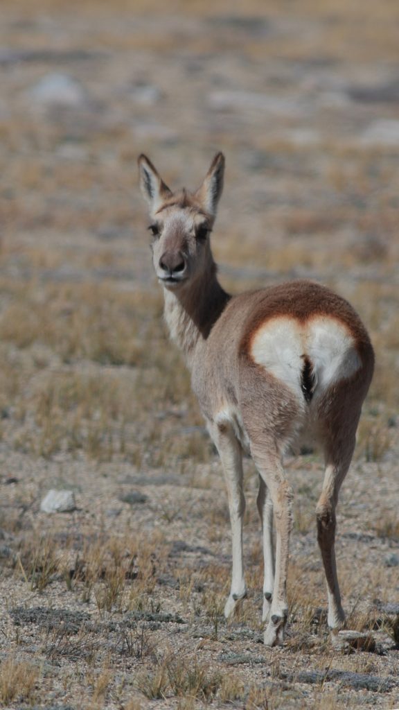 Tibetan gazelle (goa) (Procapra picticaudata)