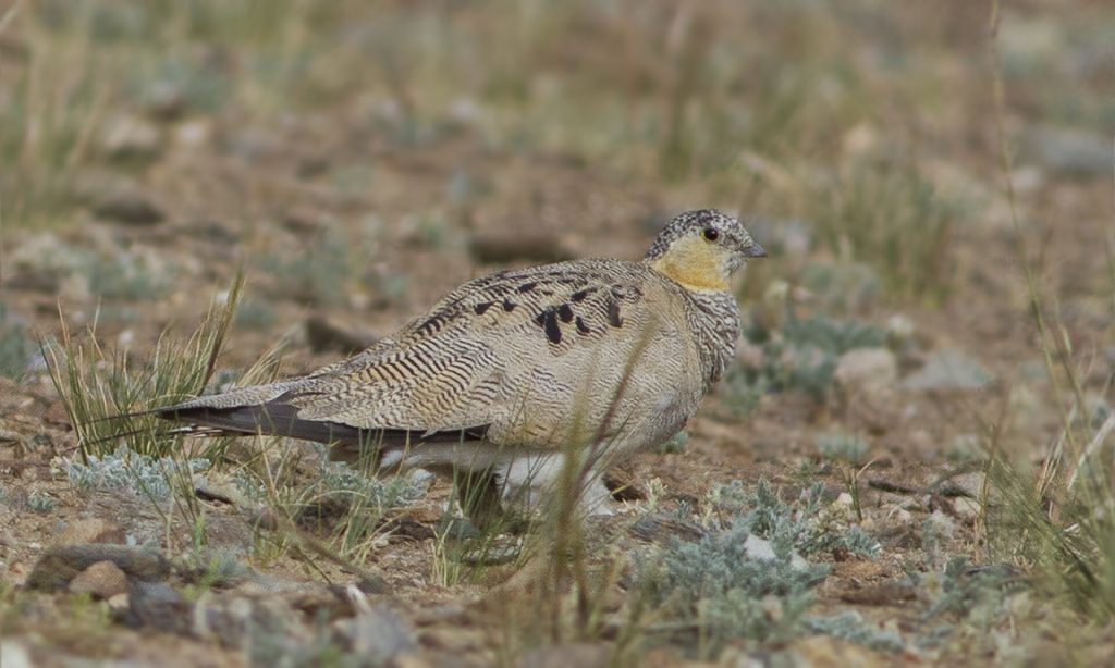 Tibetan sandgrouse (Syrrhaptes tibetanus)