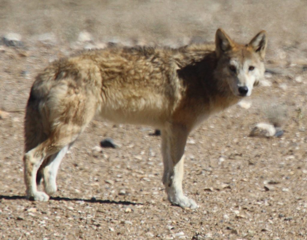 Tibetan wolf (Himalayan wolf) (Canis lupus chanco)