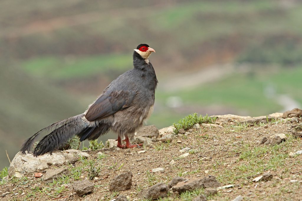 Tibetan eared pheasant (Crossoptilon harmani)