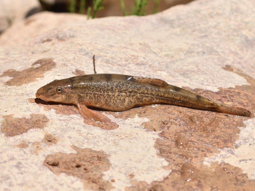 Tibetan stone loach (Triplophysa stolickai)