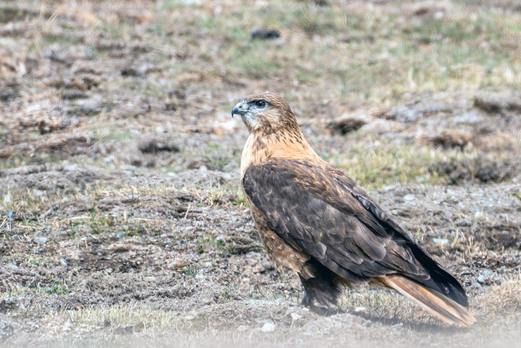 Upland buzzard (Buteo hemilasius)