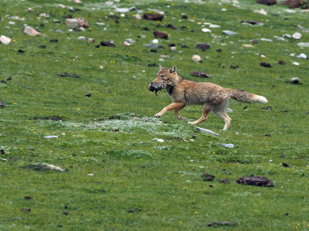 Tibetan sand fox (Vulpes ferrilata)