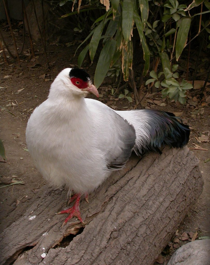 White eared pheasant (Crossoptilon crossoptilon)