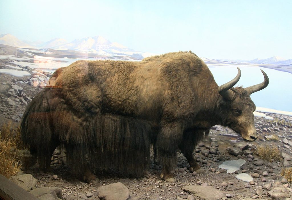 Wild yak (Bos mutus)