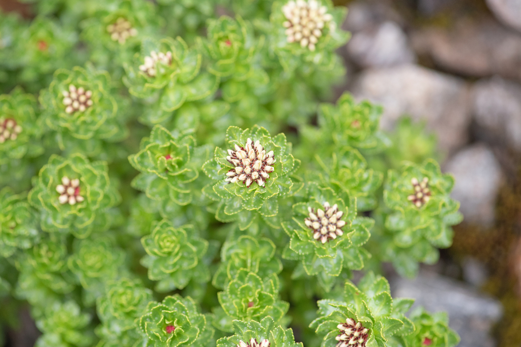 Rhodiola (Rhodiola crenulata)