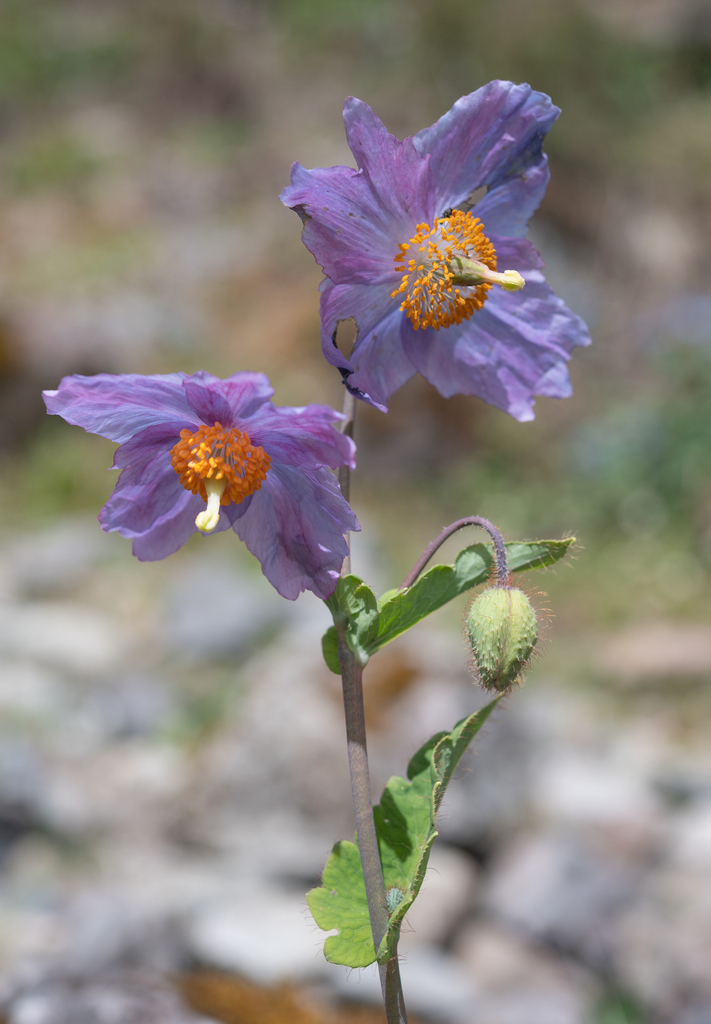 Himalayan blue poppy (Meconopsis betonicifolia) (Meconopsis betonicifolia)