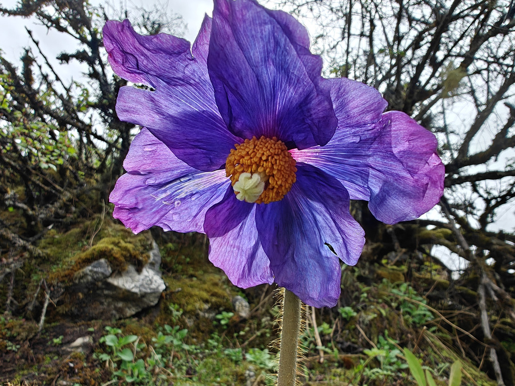 Great blue poppy (Meconopsis grandis) (Meconopsis grandis)