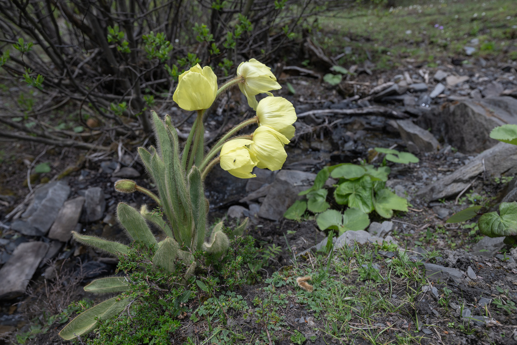 Yellow poppywort (Meconopsis integrifolia) (Meconopsis integrifolia)