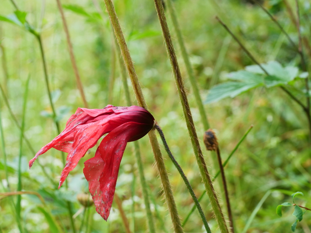 Red poppywort (Meconopsis punicea) (Meconopsis punicea)