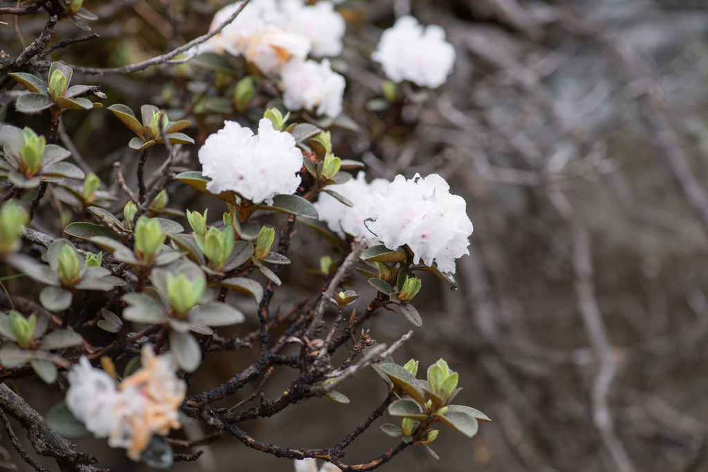 Dwarf incense rhododendron (Rhododendron anthopogon) (Rhododendron anthopogon)