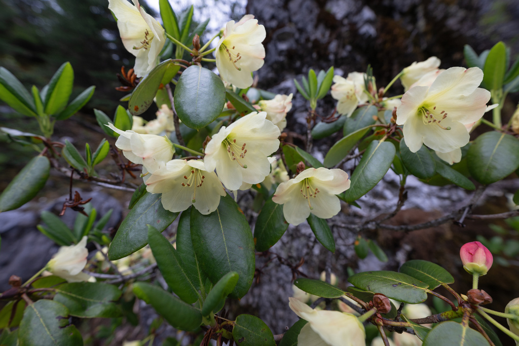 Ward’s yellow rhododendron (Rhododendron wardii) (Rhododendron wardii)