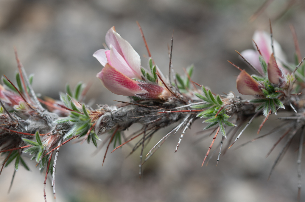 Shag-spine pea-shrub (Caragana jubata) (Caragana jubata)