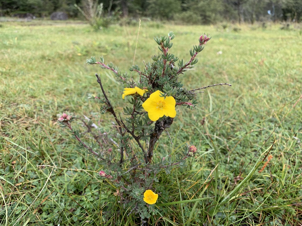 Shrubby cinquefoil (Dasiphora fruticosa) (Dasiphora fruticosa)