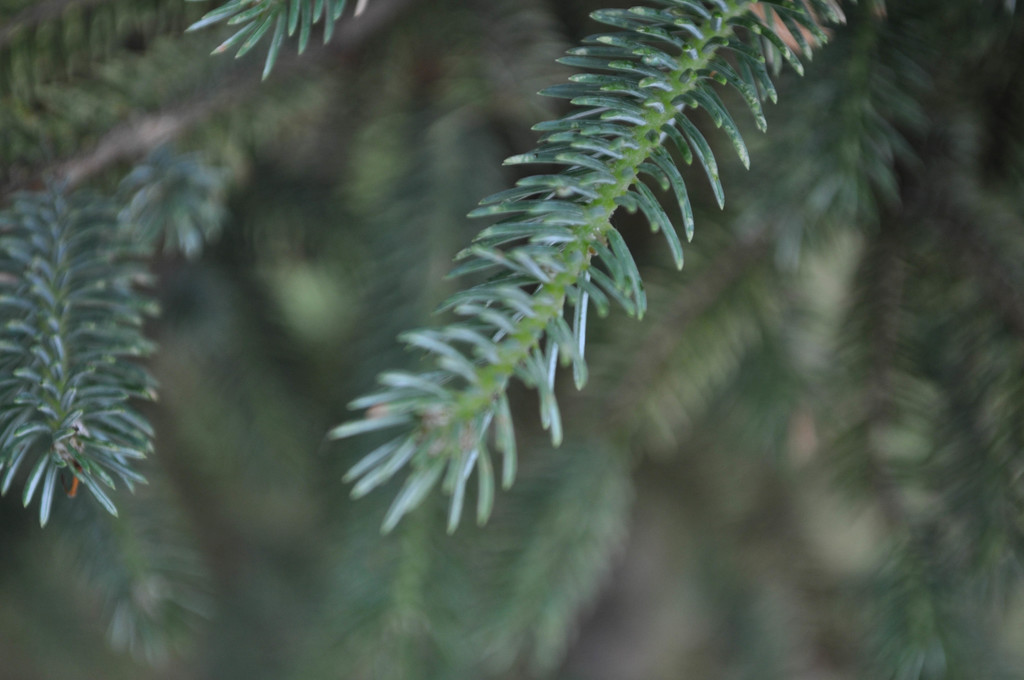 Lijiang spruce (Picea likiangensis) (Picea likiangensis)