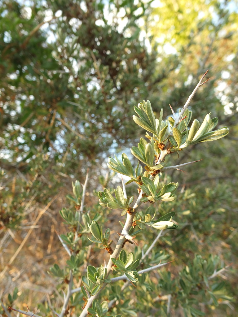 Tibetan sea-buckthorn (Hippophae tibetana) (Hippophae tibetana)