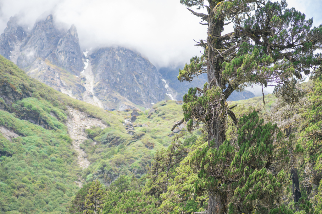 Tibetan juniper (Juniperus tibetica)