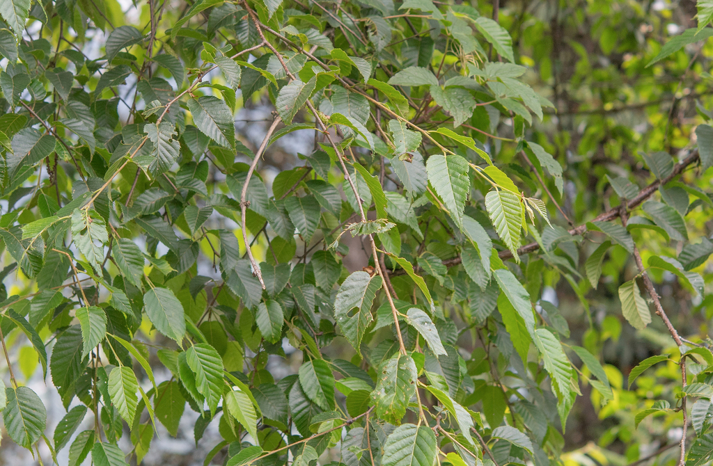 Himalayan birch (Betula utilis) (Betula utilis)