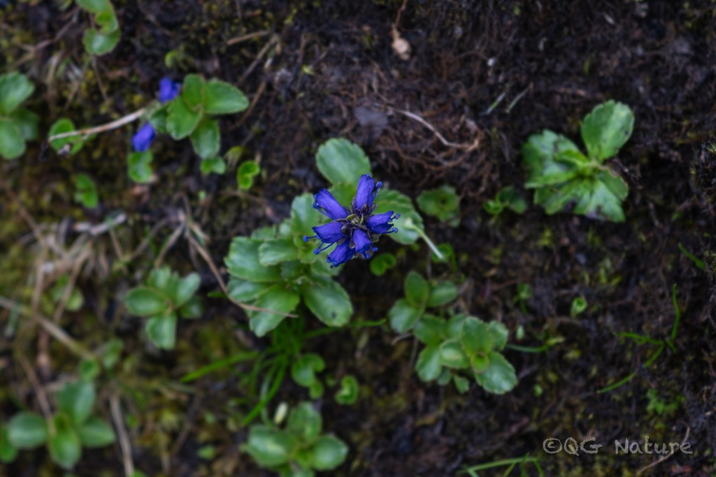 Hong len (Neopicrorhiza scrophulariiflora) (Neopicrorhiza scrophulariiflora)