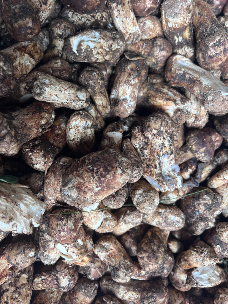 Matsutake (pine mushroom) (Tricholoma matsutake)