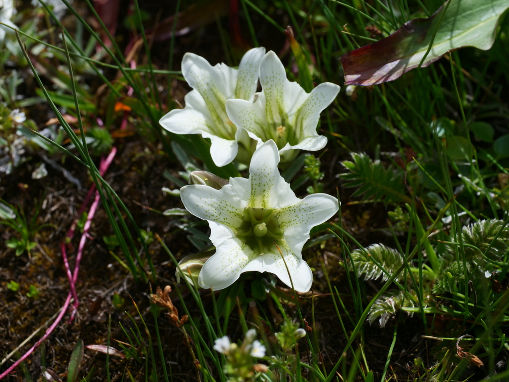 Straw-yellow gentian (Gentiana straminea) (Gentiana straminea)