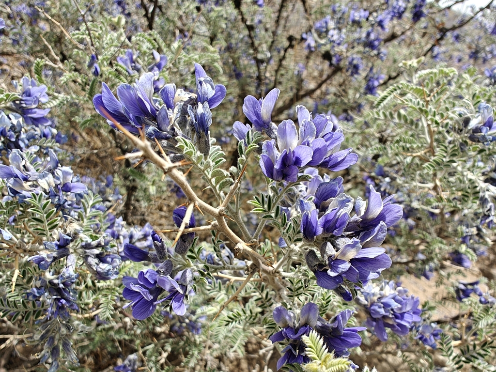 Tibetan sand sophora (Sophora moorcroftiana) (Sophora moorcroftiana)
