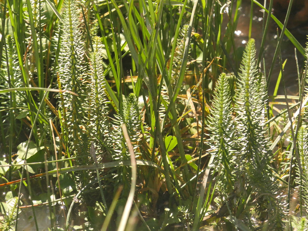 Mare’s-tail (Hippuris vulgaris) (Hippuris vulgaris)