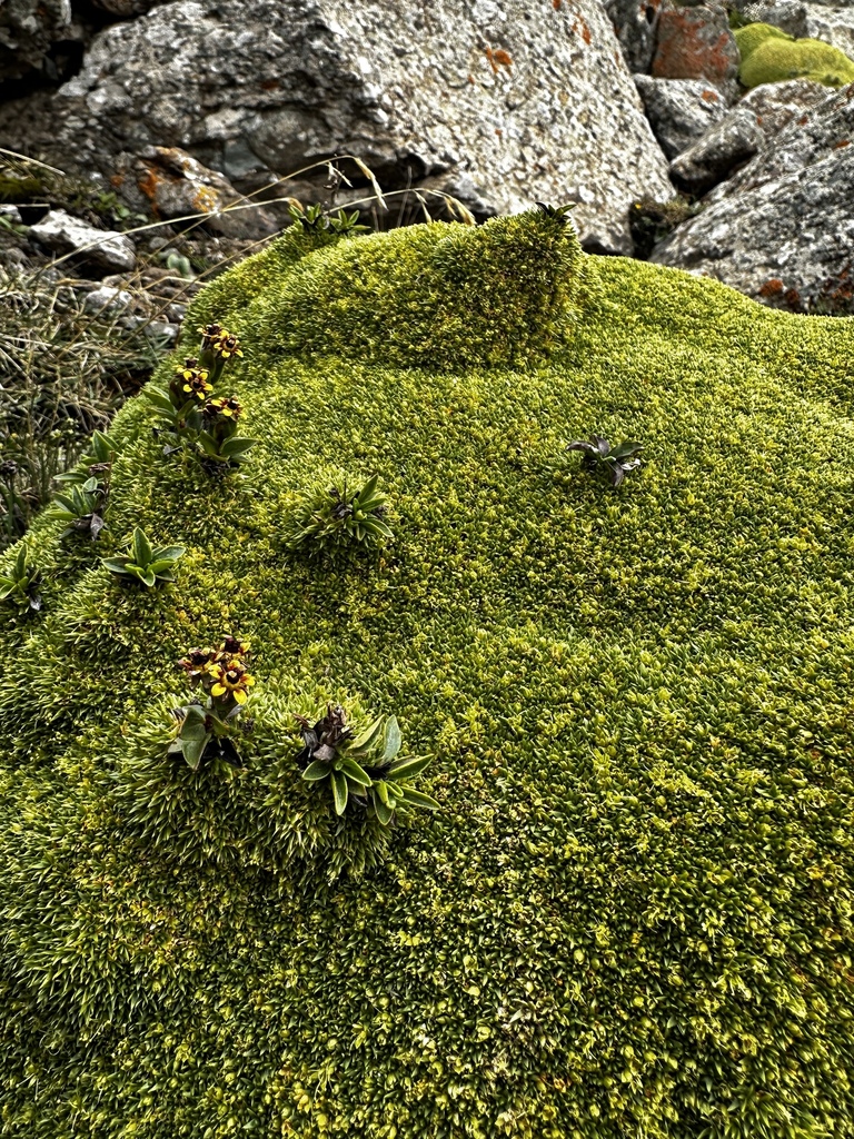 Thylacospermum cushion (Thylacospermum caespitosum)