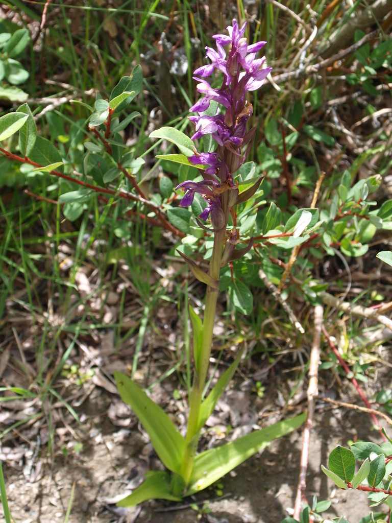 Salep orchid (Dactylorhiza hatagirea) (Dactylorhiza hatagirea)