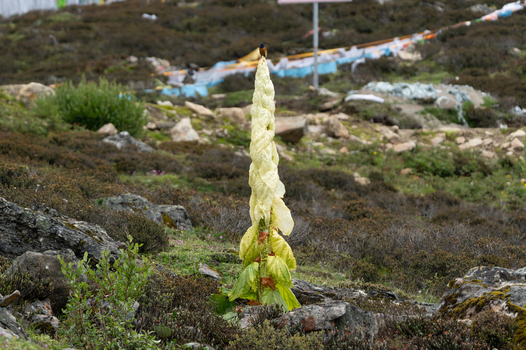 Noble rhubarb (Rheum nobile) (Rheum nobile)