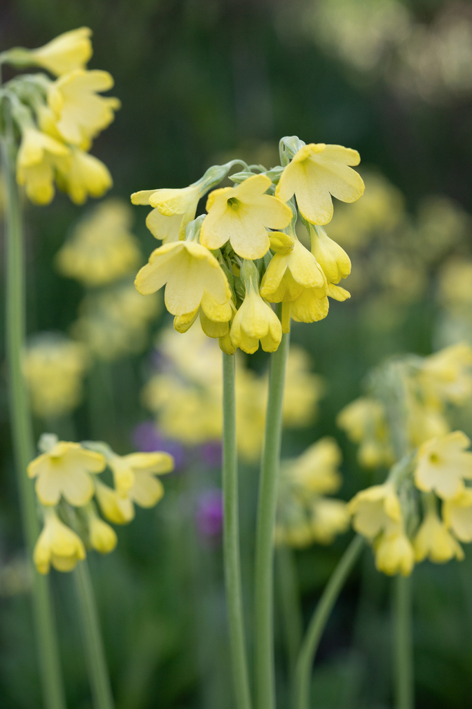 Sikkim cowslip (Primula sikkimensis) (Primula sikkimensis)