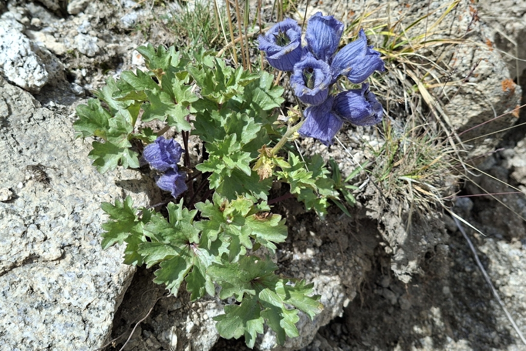 Musk larkspur (Delphinium brunonianum) (Delphinium brunonianum)