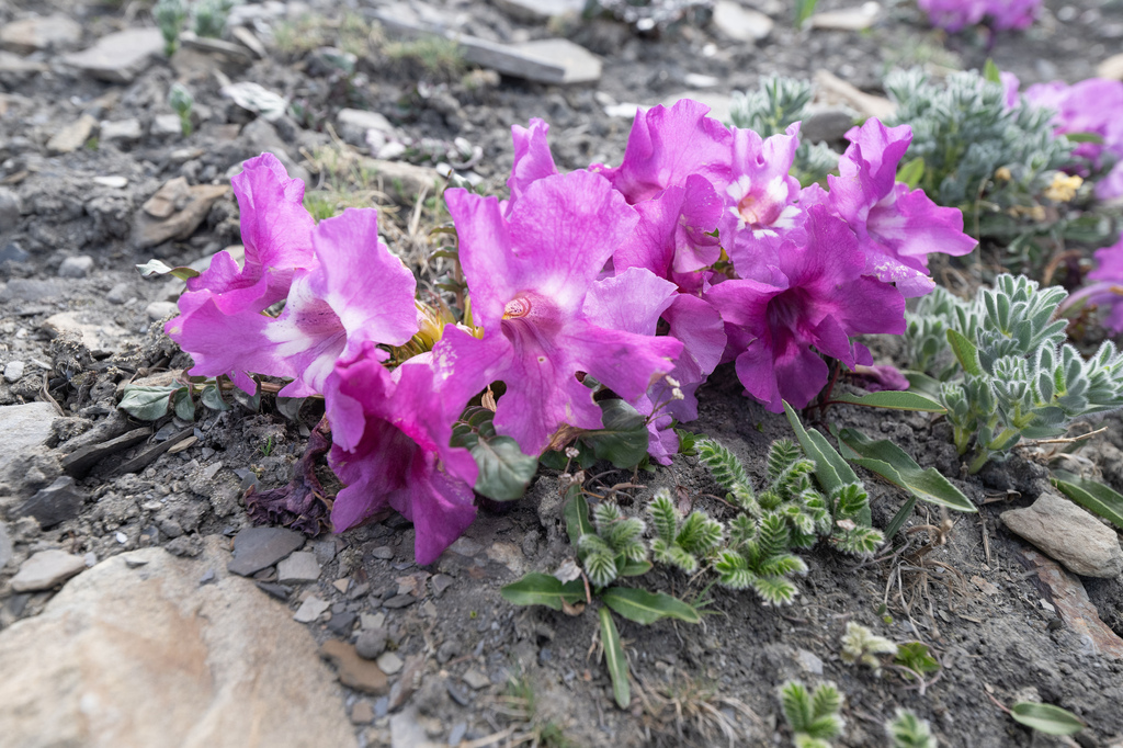 Compact incarvillea (Incarvillea compacta) (Incarvillea compacta)