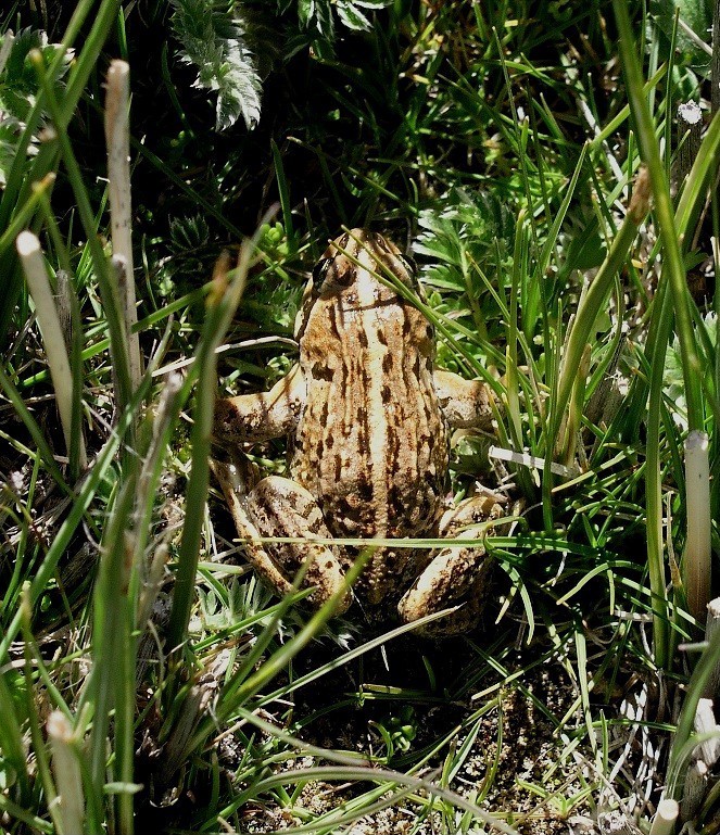 High Himalaya frog (Nanorana parkeri)