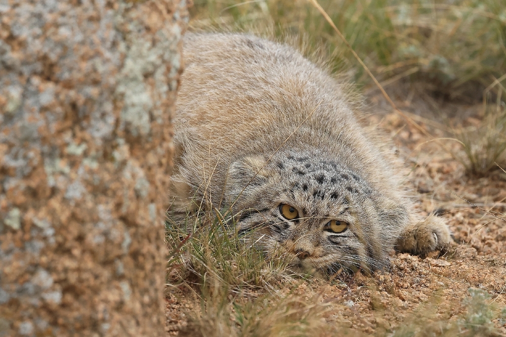 Pallas’s cat (manul) (Otocolobus manul)
